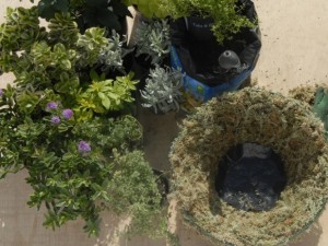 Using black plastic disc to reduce water loss in hanging basket