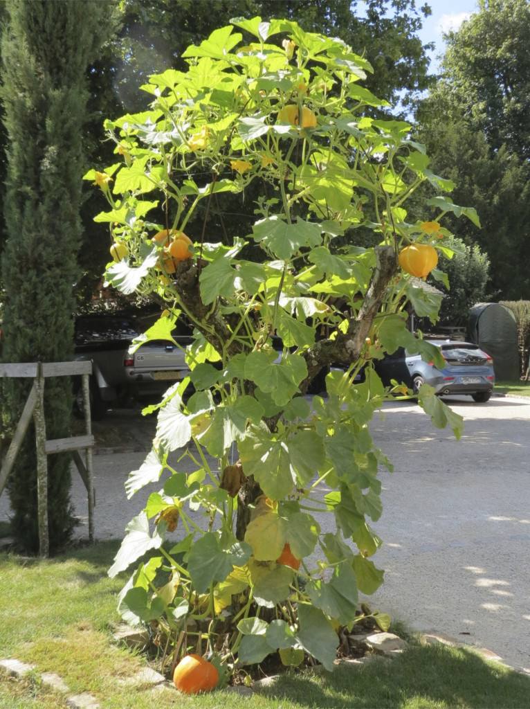 Growing pumpkins on tree