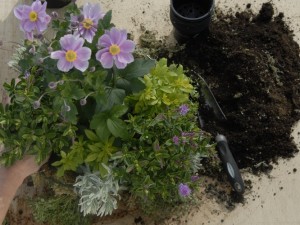 Hanging baskets