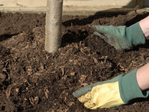 Backfill with soil and compost around roots