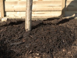 Using mulch to conserve moisture