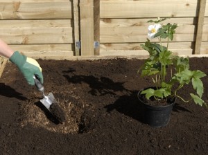 Digging plant hole