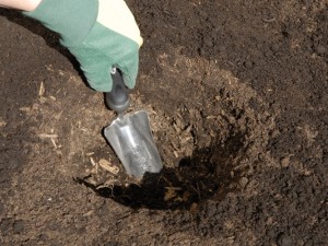 Soil preparation before planting