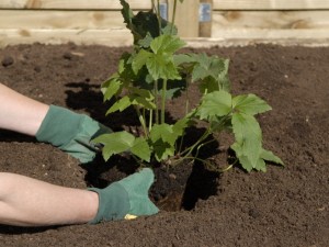 Positioning plant in hole