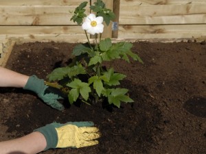Pressing down around plant to firm soil