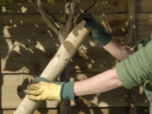 Staking a tree