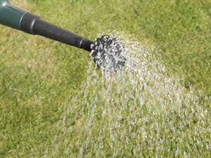 liquid feed on lawn