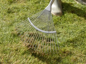 raking or scarifying the lawn