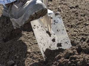 Removing grass with spade