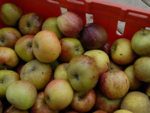 Basket of apples