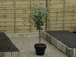 Growing apples on dwarf stock