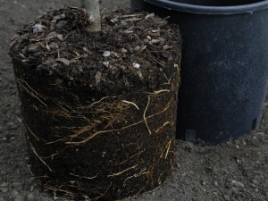 Planting apple trees