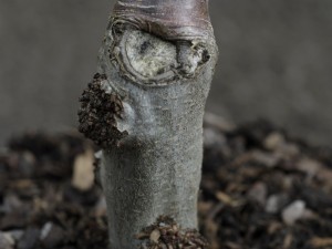 Apple tree graft