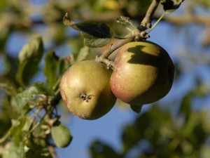 Apple tree