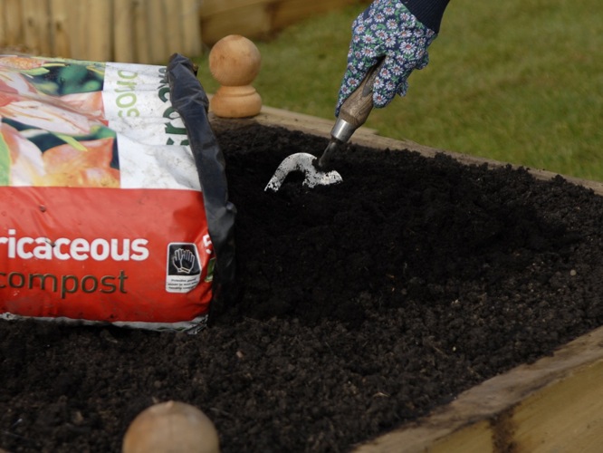 Ericaceous compost for blueberries