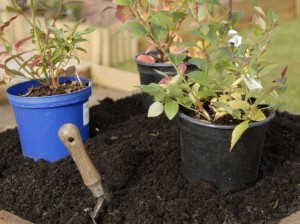 Growing different varieties of blueberries