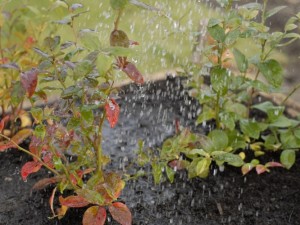 Watering blueberries