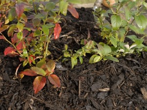 Mulching blueberry bushes