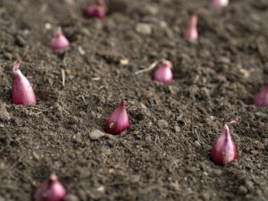 Planting onion sets