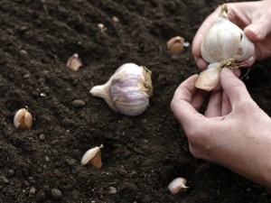 Planting garlic bulbs