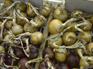 Drying onions, shallot and garlic