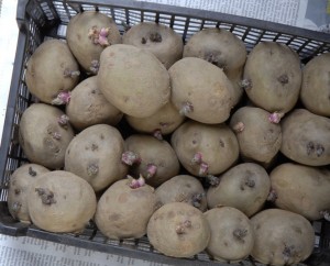 Chitting potatoes