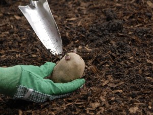 Planting seed potato