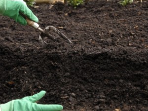 Earthing up potatoes