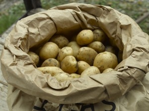 Dig up potatoes