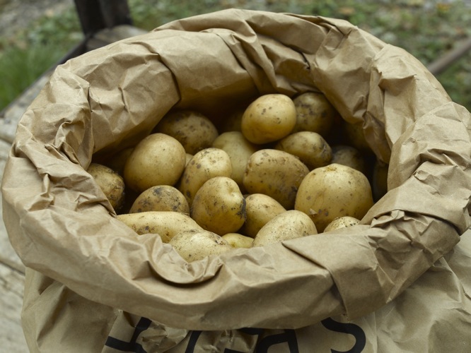 Julian Cassell's DIY Blog » Blog Archive Growing potatoes HOW TO DIY