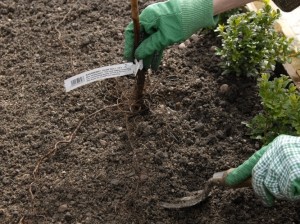 Planting raspberry canes