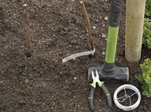 Training raspberry canes