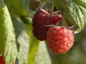 Raspberries