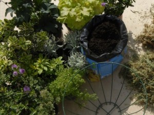 Choosing plants for hanging basket