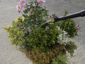 Watering hanging baskets