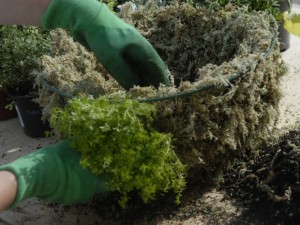 Filling bottom of hanging basket with compost