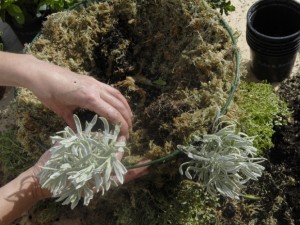 Adding plants, lining and compost