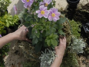 Making dip in middle for hanging basket centre piece