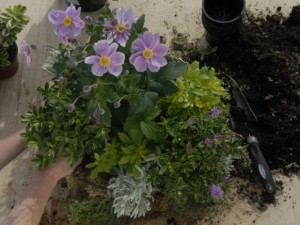 Infill hanging basket with filler plants