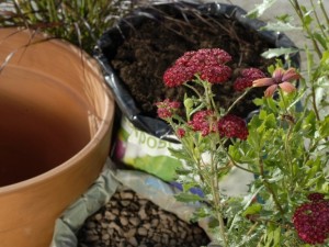 Choosing plant pots