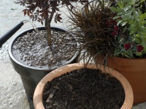 Watering plants