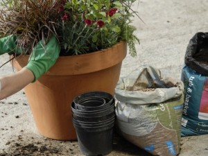 Digging holes for plants