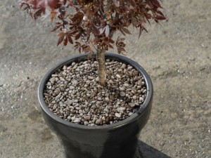 Planting shrub in a pot