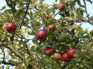 Growing fruit trees