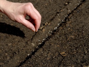 Sowing lettuce seed