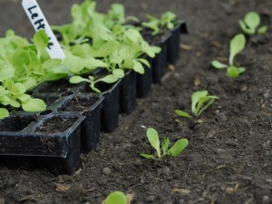 Lettuce seed in modules