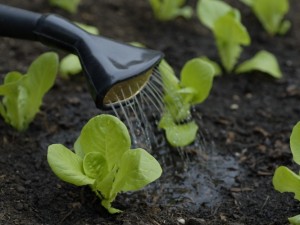 Watering lettuce