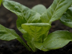 Growing lettuce