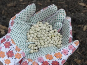 Pea seeds