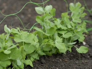 Pea plants growing